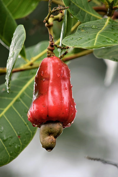 Cashew